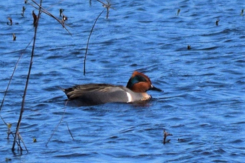 Green-winged Teal - ML202060581