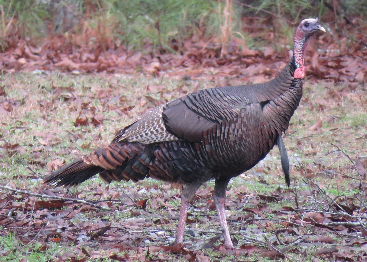 Wild Turkey - ML202060901