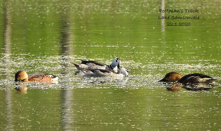 Cotton Pygmy-Goose - ML202061891