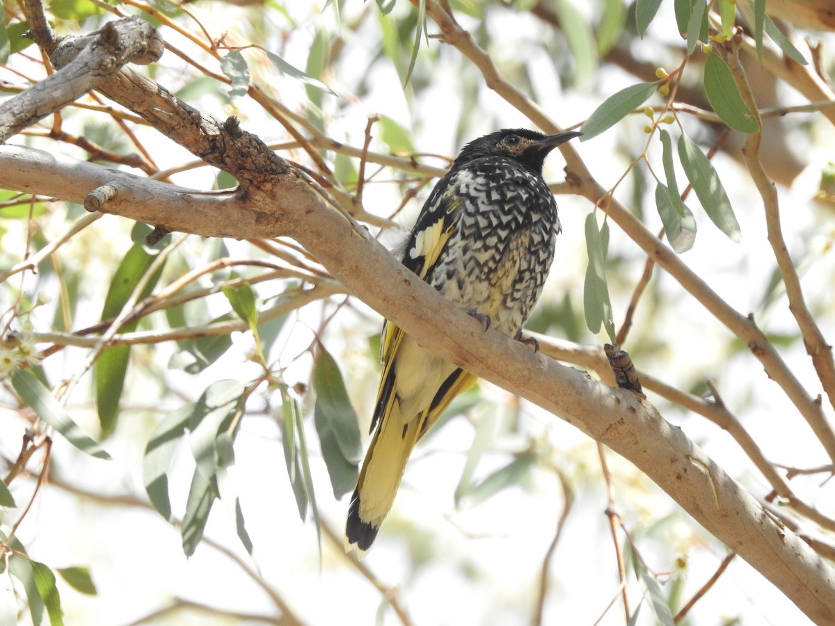 Regent Honeyeater - Yumi  Callaway