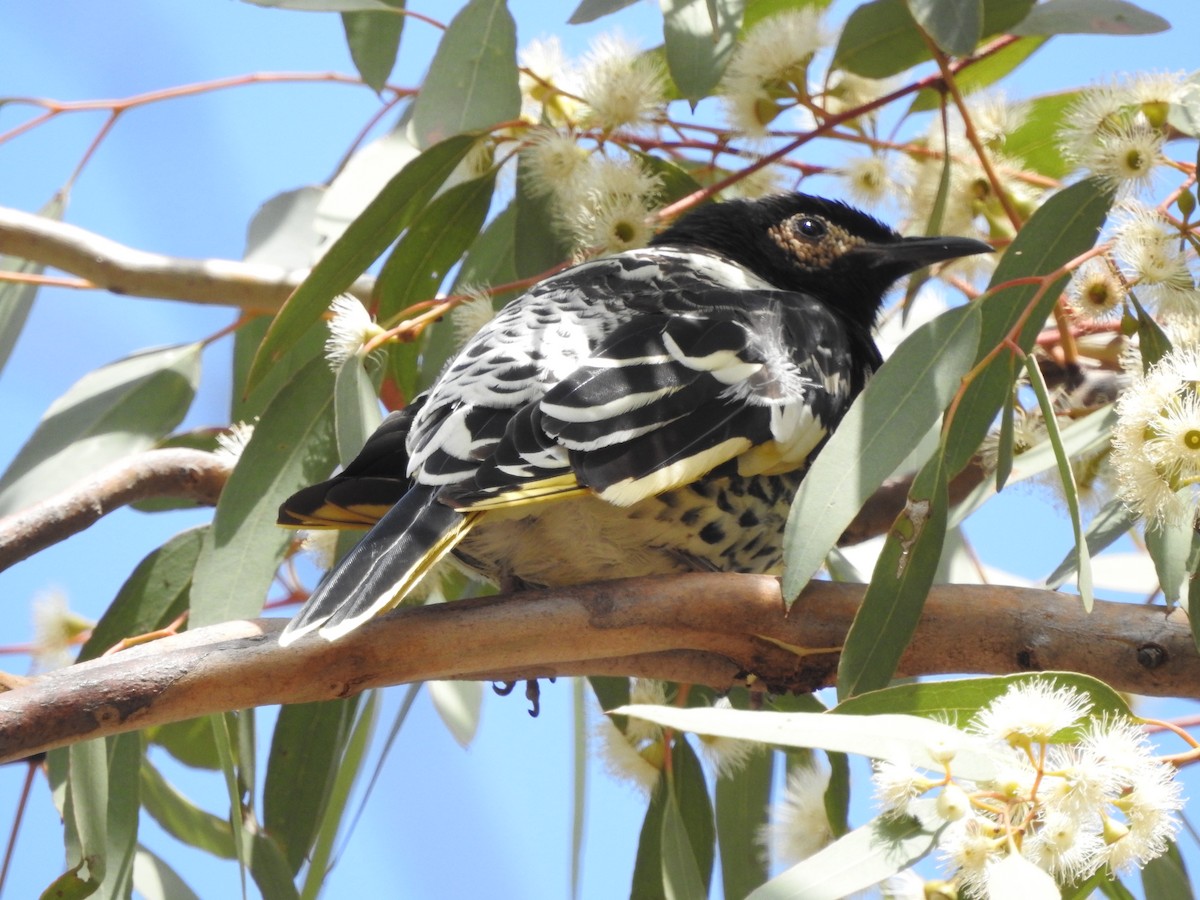 Regent Honeyeater - ML202062641