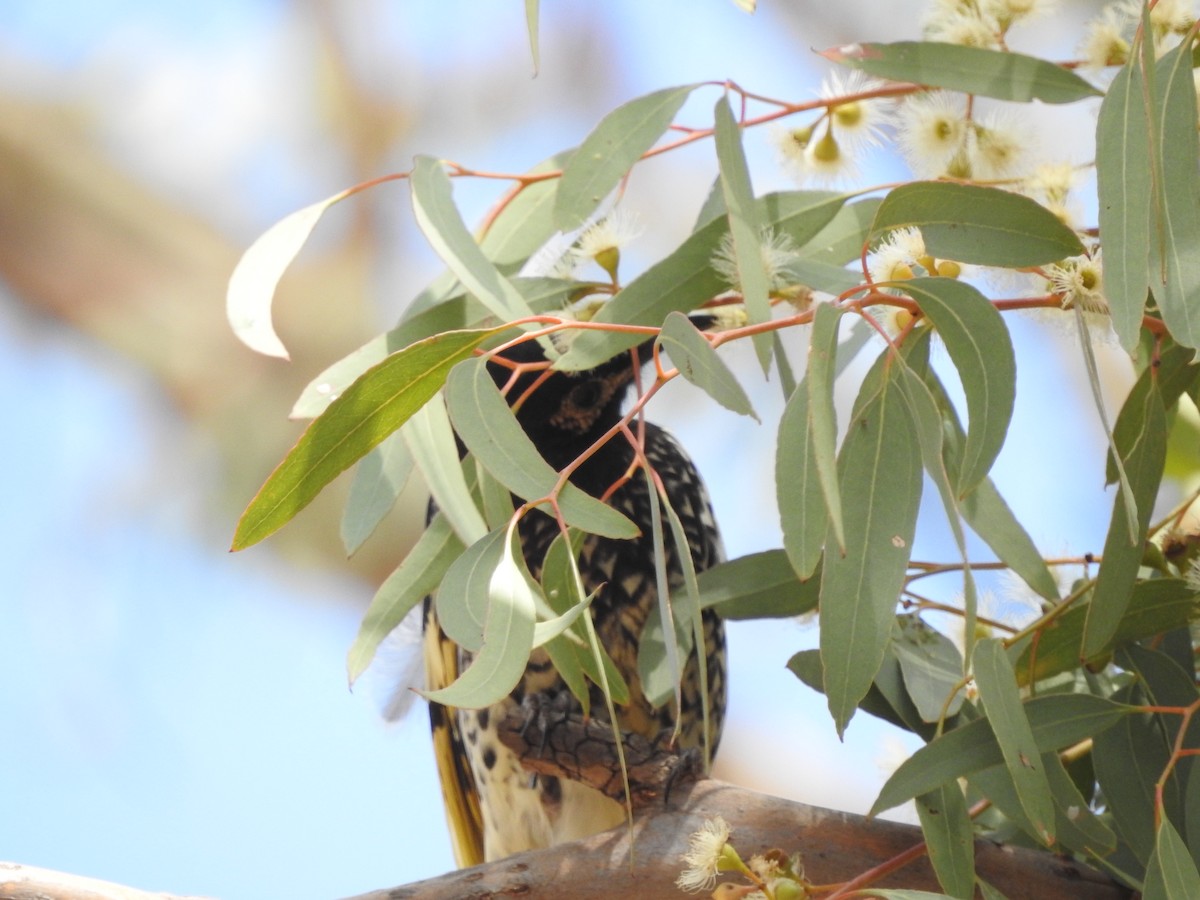 Regent Honeyeater - ML202062671