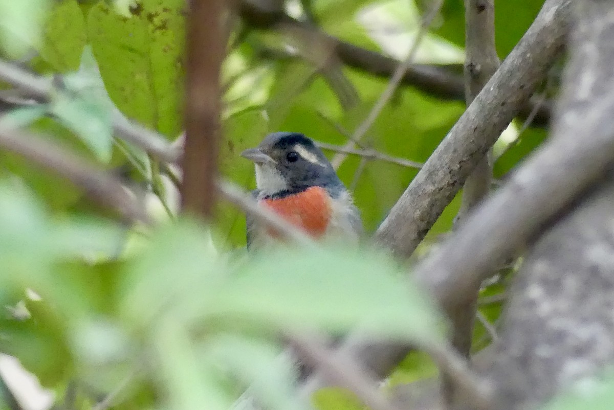 Red-breasted Chat - ML202062691