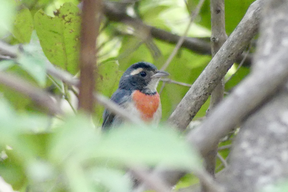 Red-breasted Chat - ML202062781