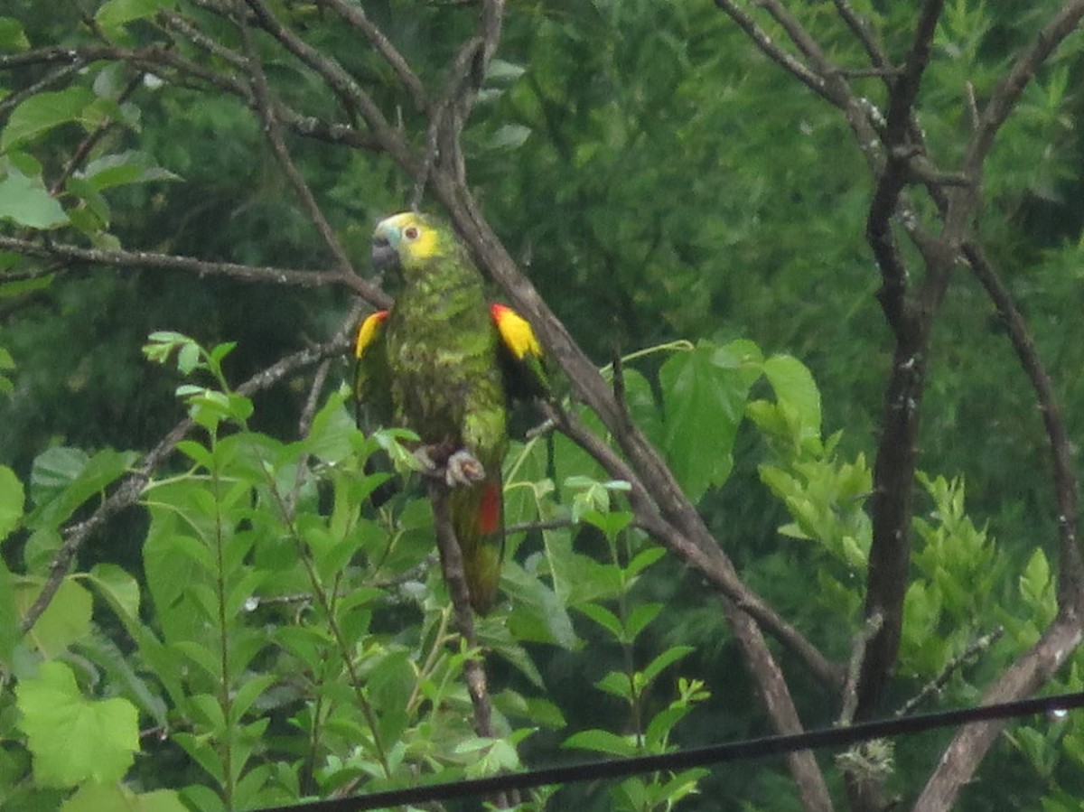 Turquoise-fronted Parrot - Jorge Fusaro