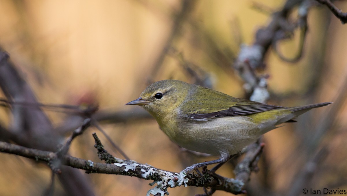 Tennessee Warbler - Ian Davies