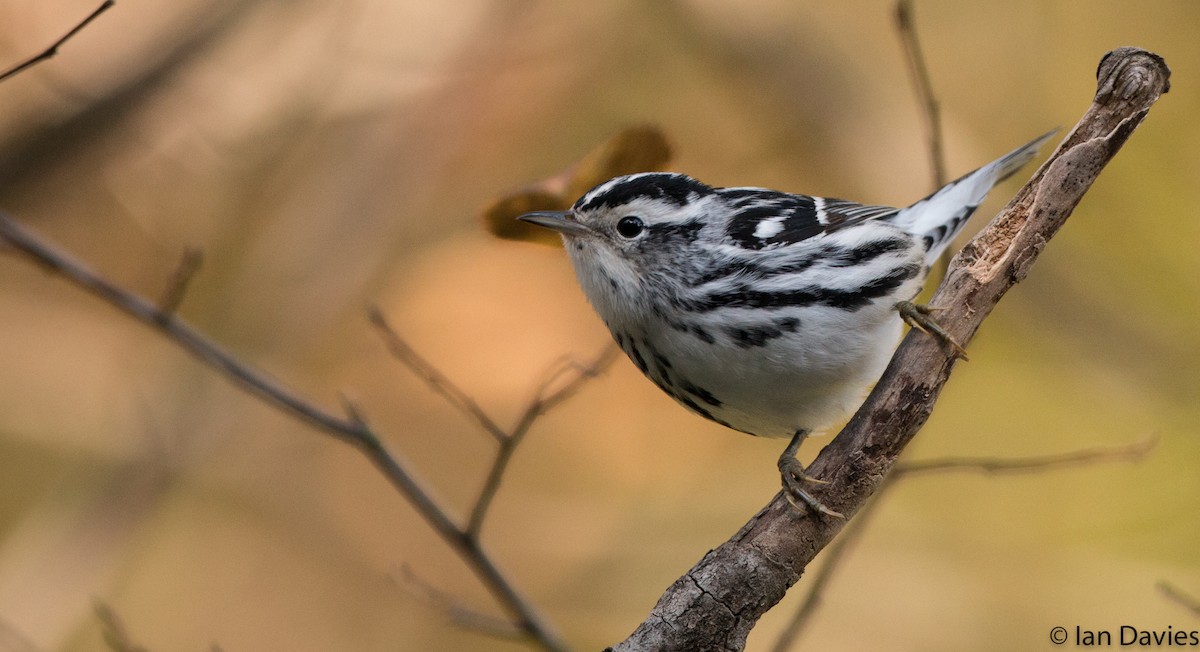 Black-and-white Warbler - ML20206491
