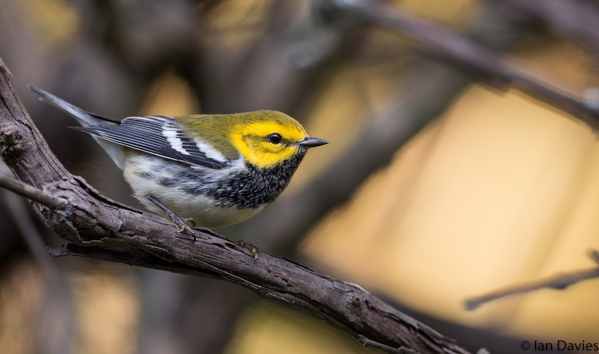 Black-throated Green Warbler - Ian Davies