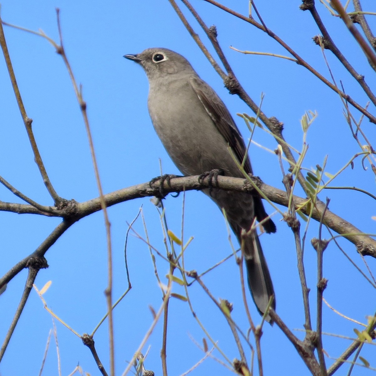 Townsend's Solitaire - Bill Lisowsky