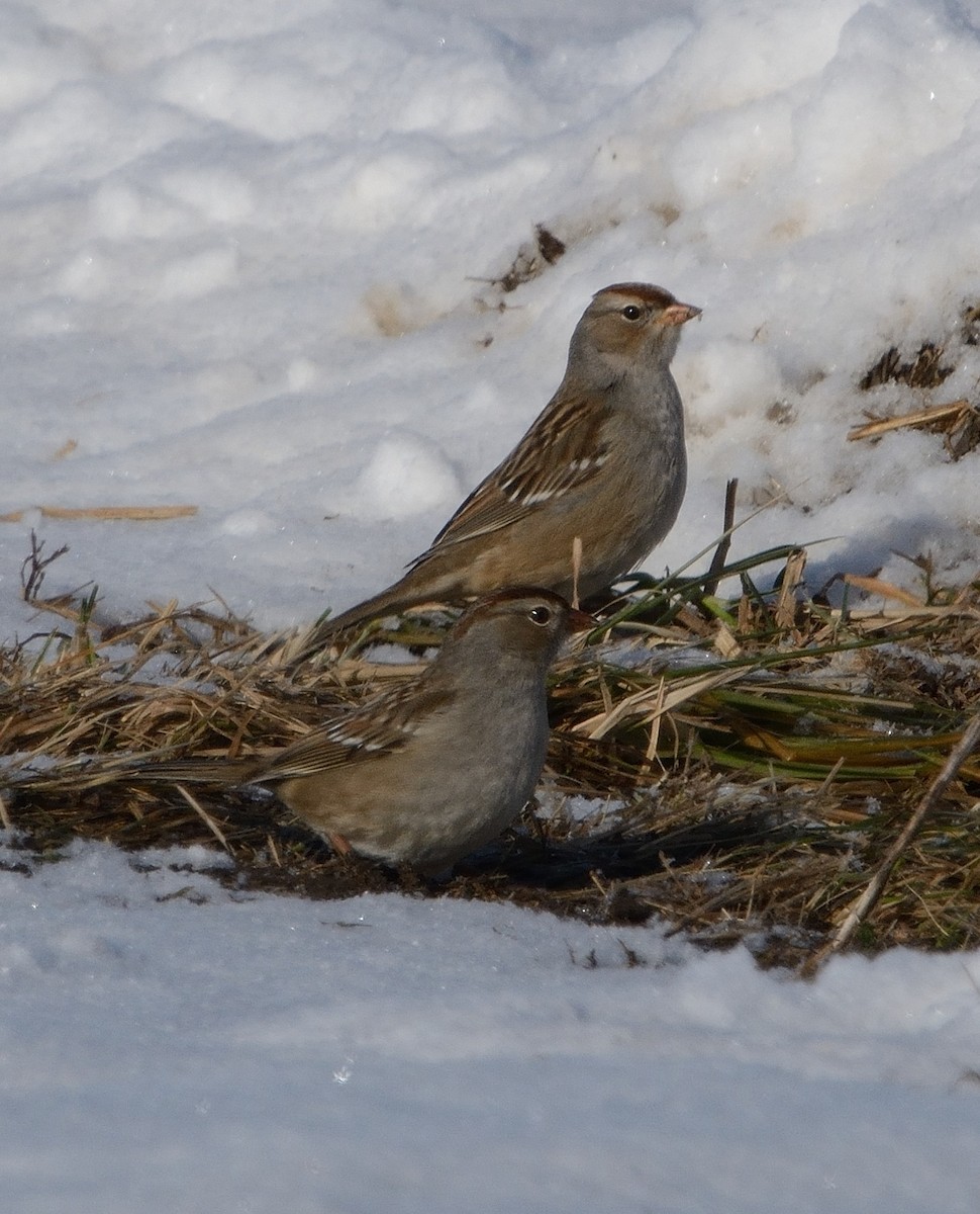 White-crowned Sparrow - ML202065281