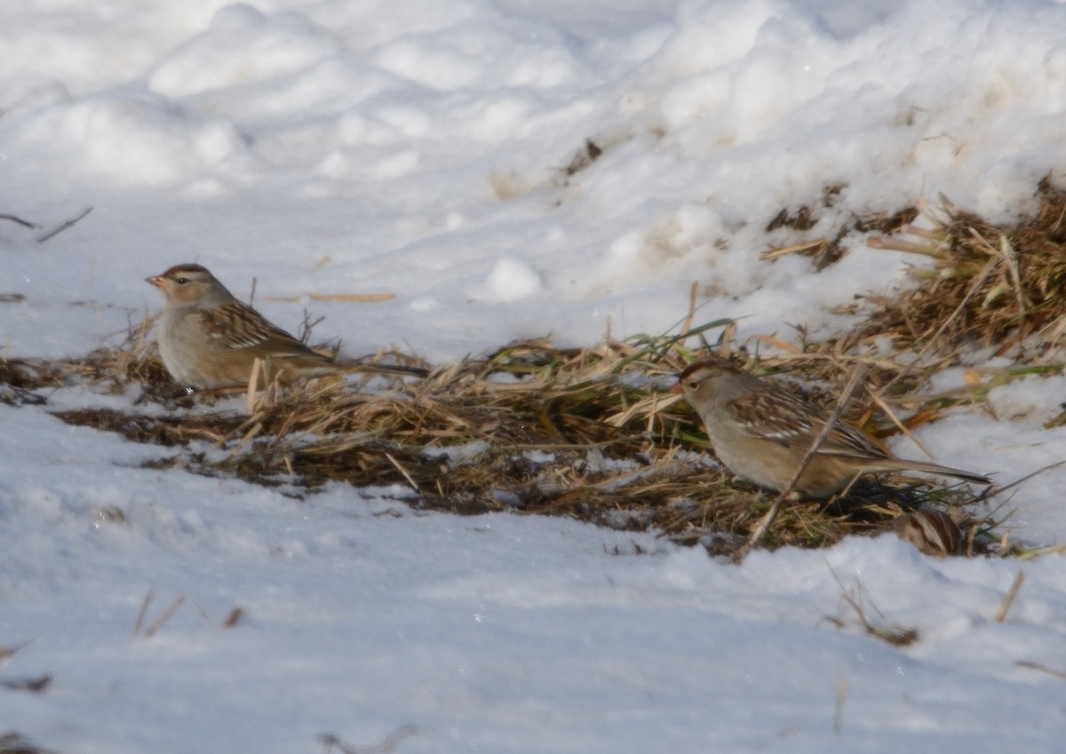 White-crowned Sparrow - ML202065301