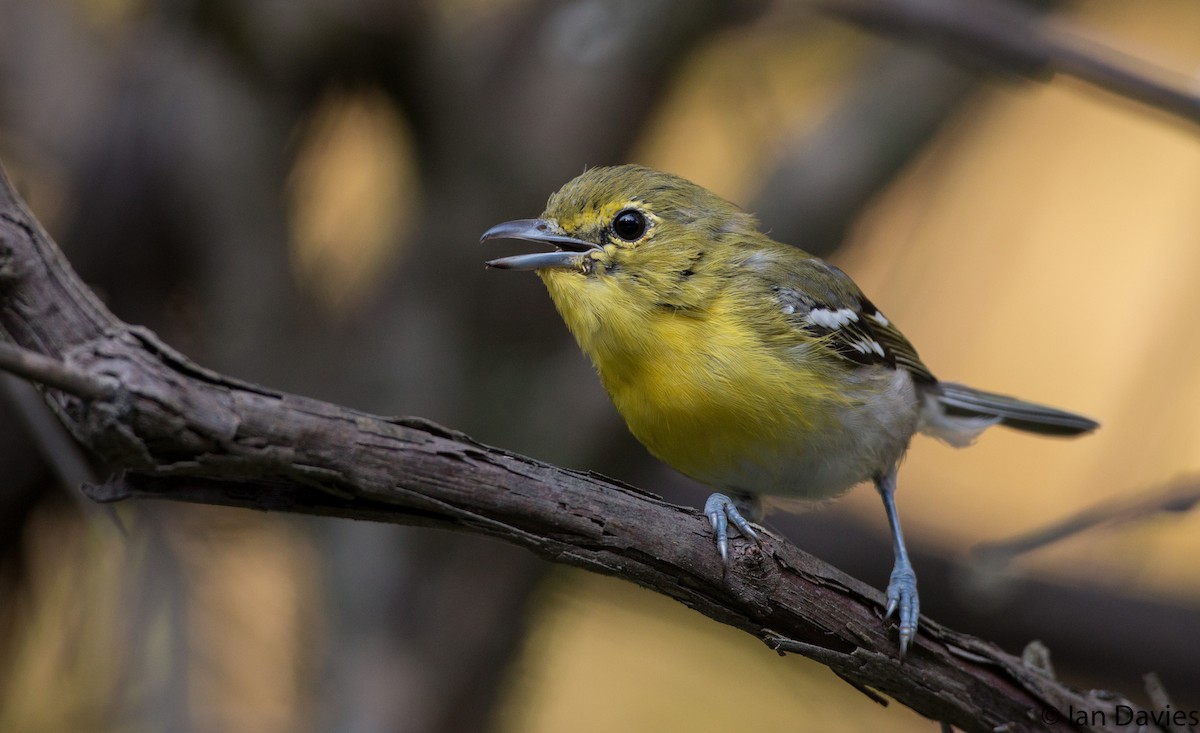 Yellow-throated Vireo - Ian Davies