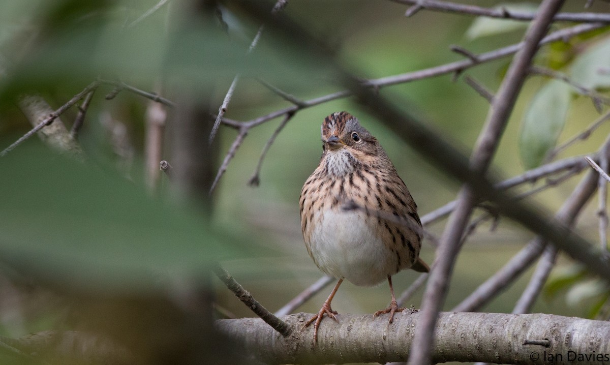 Lincoln's Sparrow - ML20206571