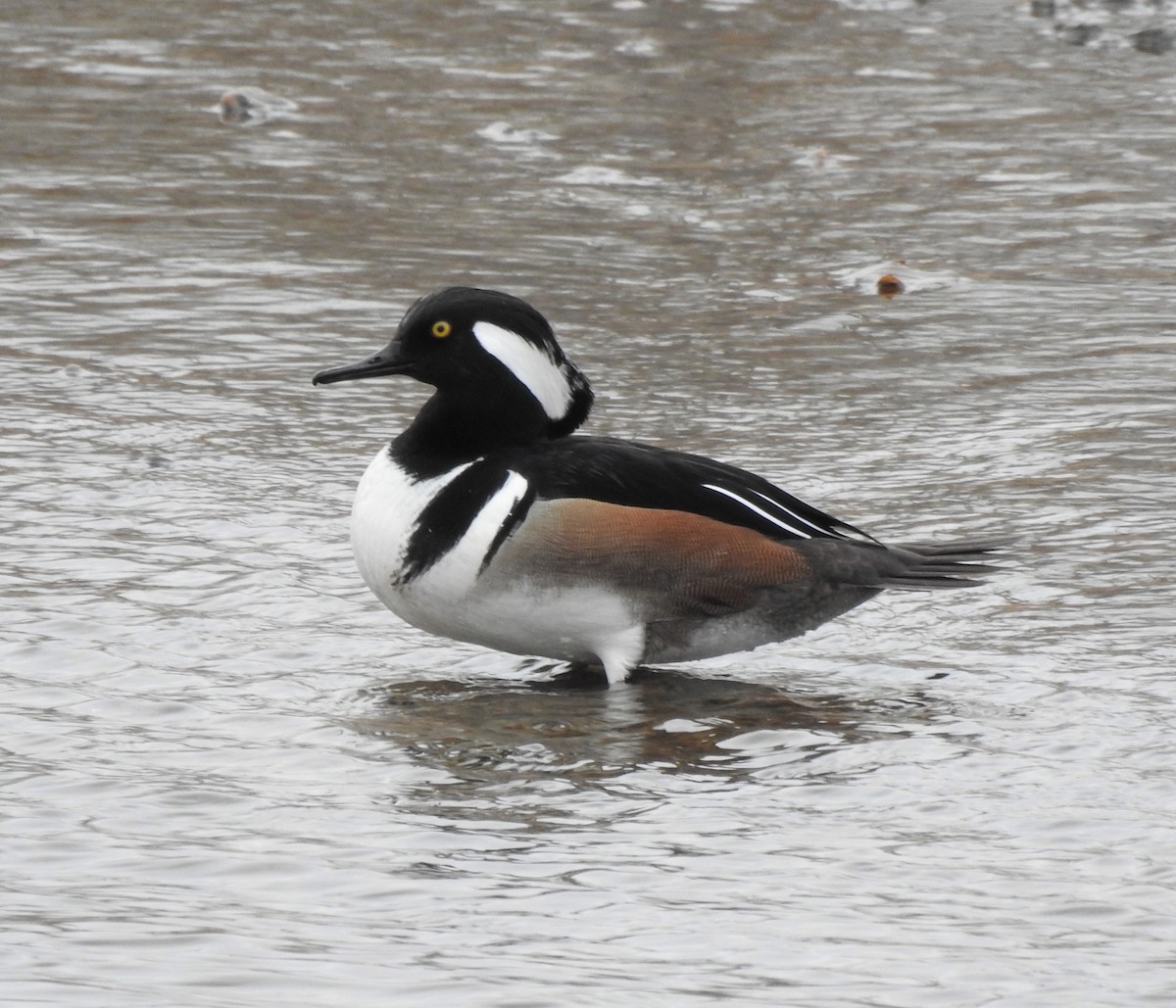Hooded Merganser - ML202065771