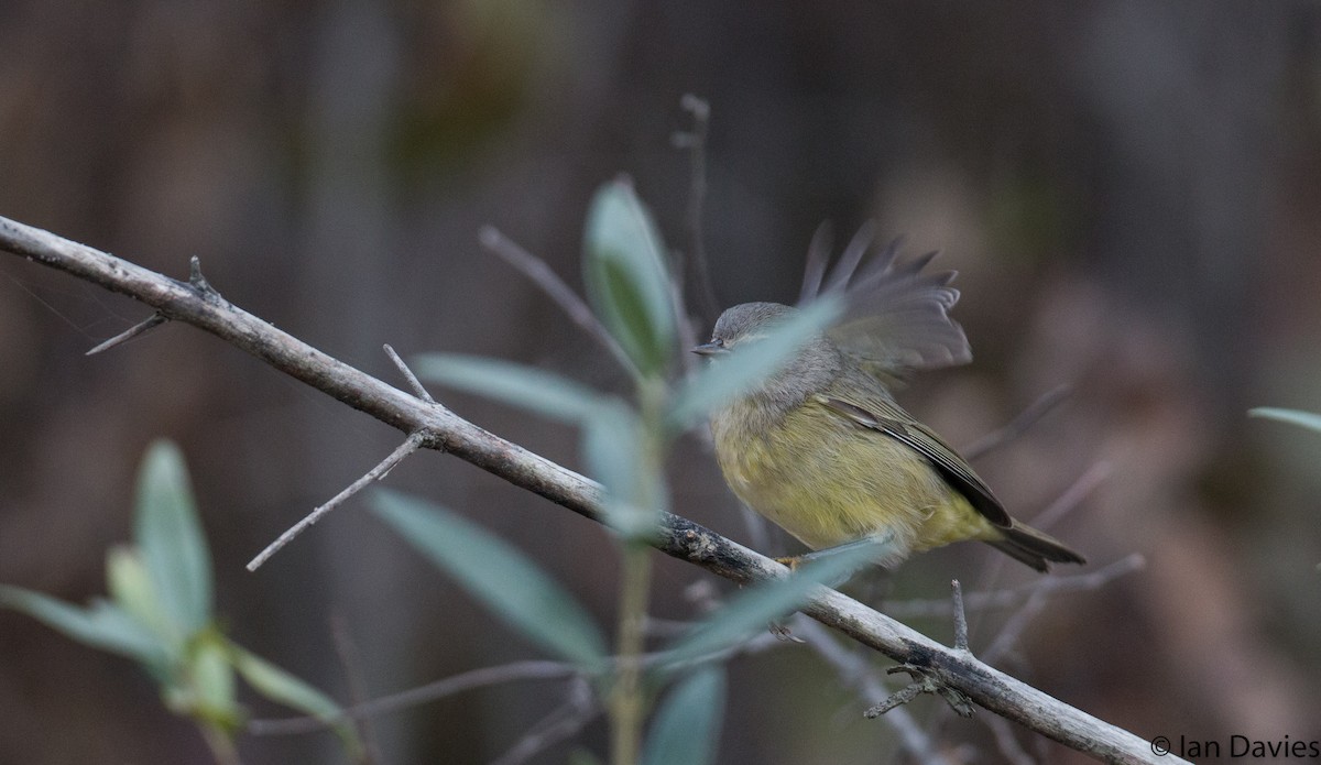 Orange-crowned Warbler - ML20206601