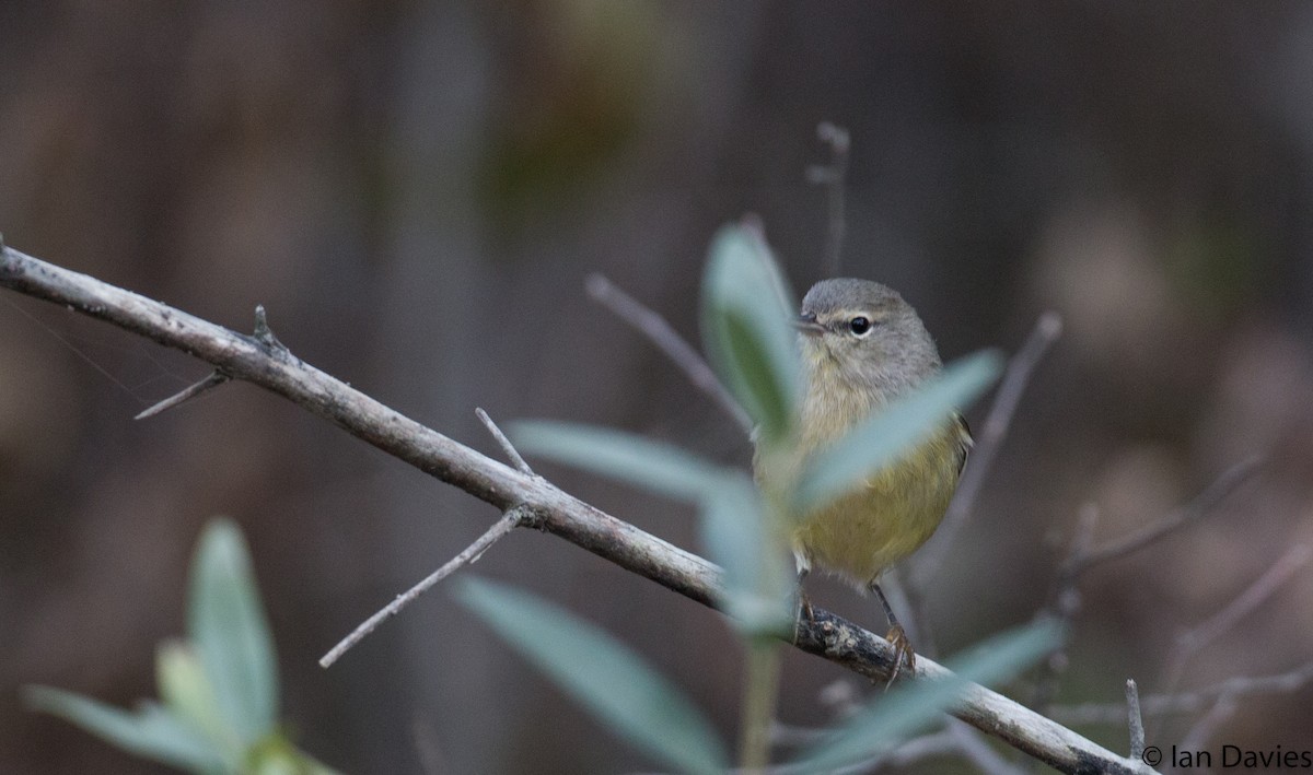 Orange-crowned Warbler - ML20206611