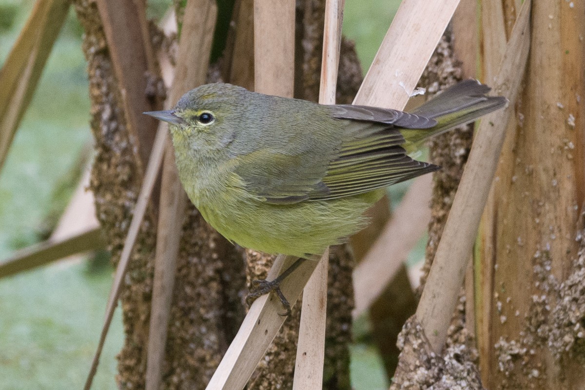 Orange-crowned Warbler - ML202066591