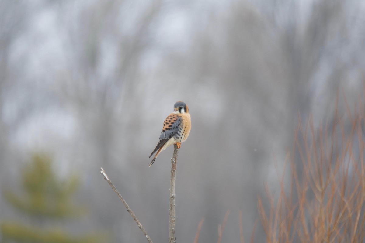 American Kestrel - ML202067451