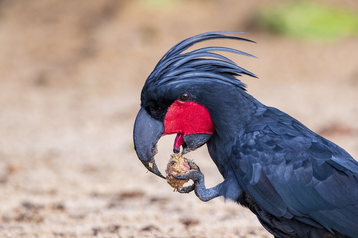 Palm Cockatoo - Laurie Ross | Tracks Birding & Photography Tours