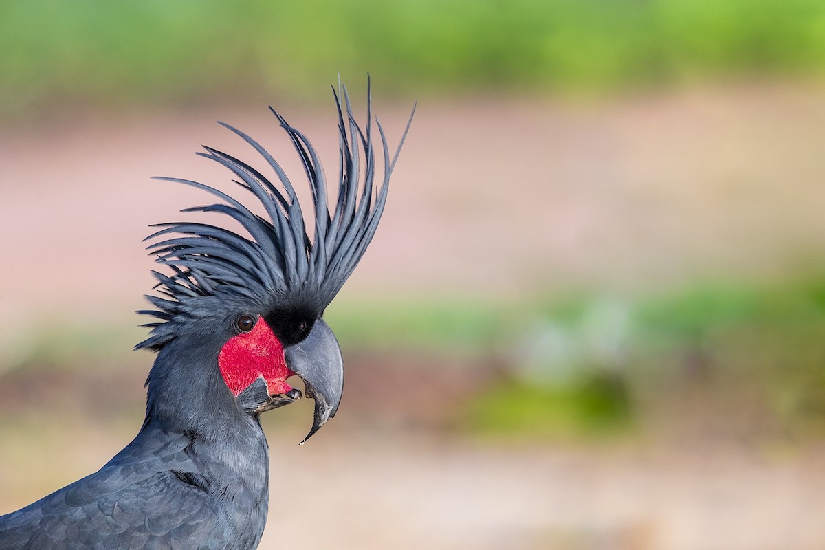 Palm Cockatoo - Laurie Ross | Tracks Birding & Photography Tours