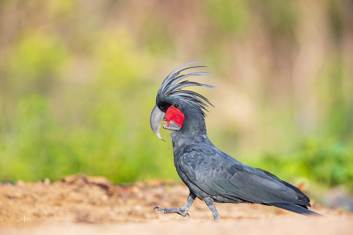 Palm Cockatoo - Laurie Ross | Tracks Birding & Photography Tours