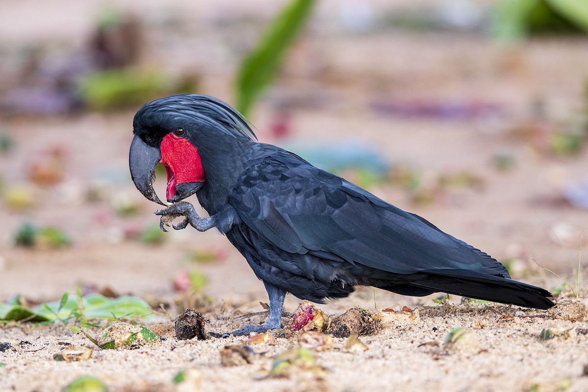 Palm Cockatoo - Laurie Ross | Tracks Birding & Photography Tours
