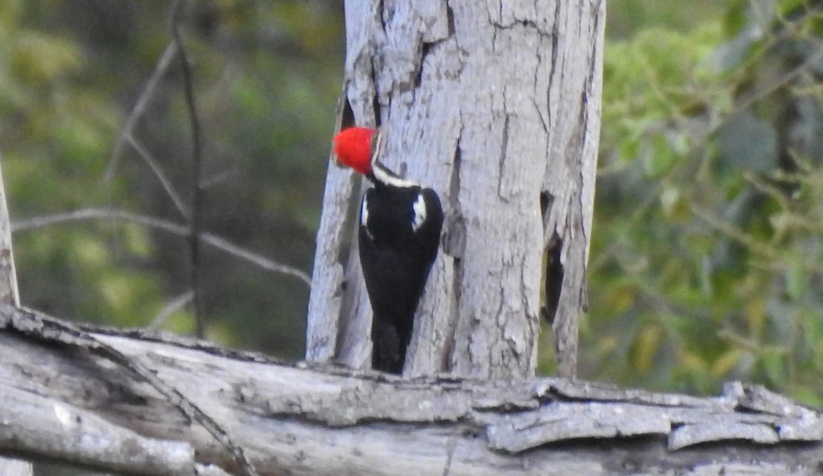 Lineated Woodpecker - ML202067771