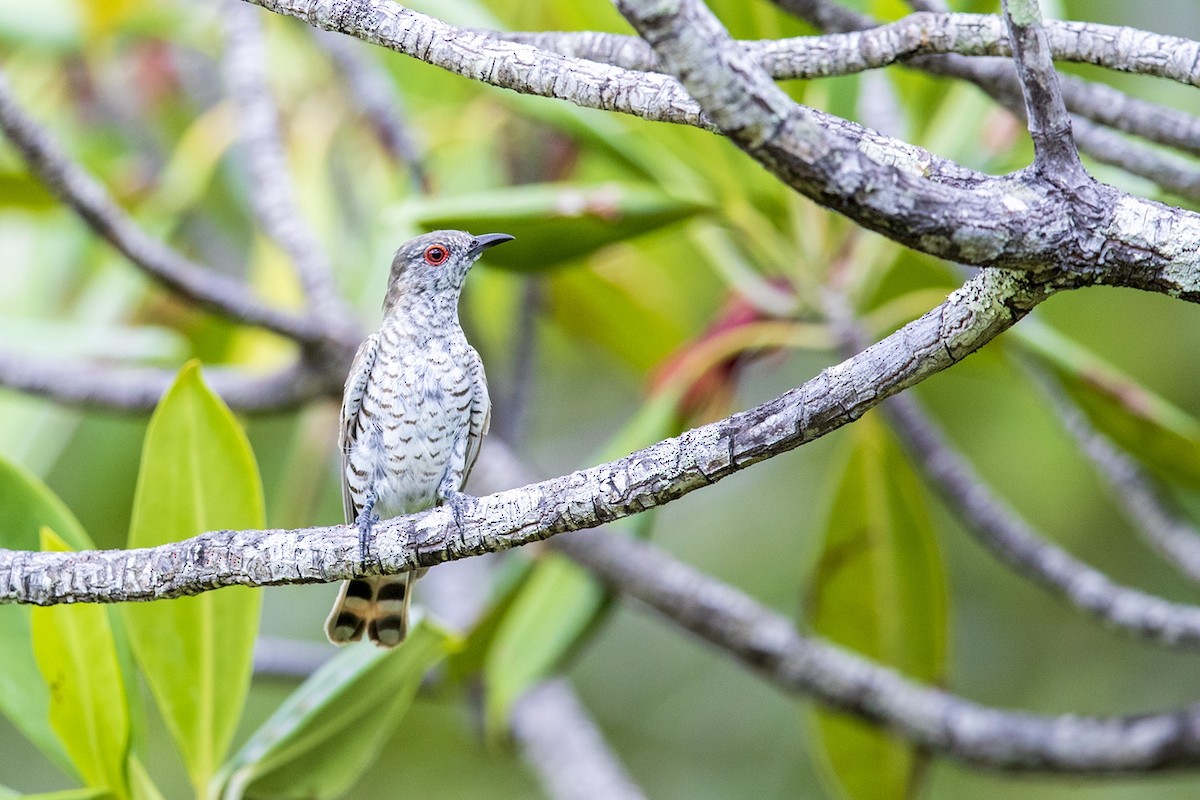 Little Bronze-Cuckoo (Gould's) - Laurie Ross | Tracks Birding & Photography Tours