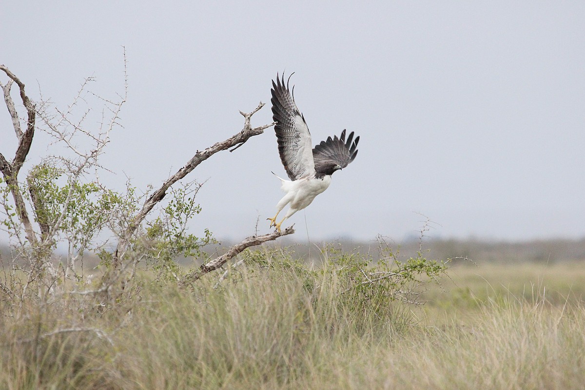 White-tailed Hawk - ML202068061