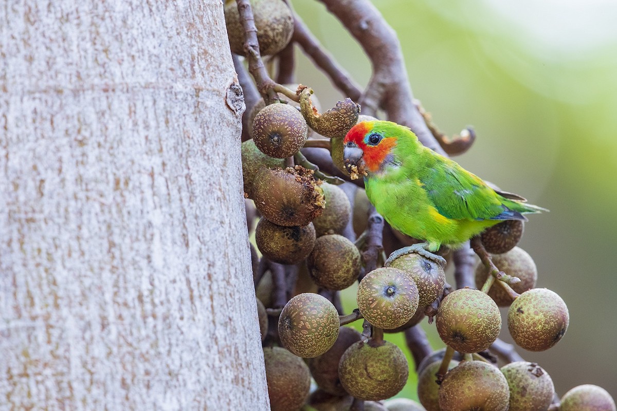 Double-eyed Fig-Parrot - Laurie Ross | Tracks Birding & Photography Tours