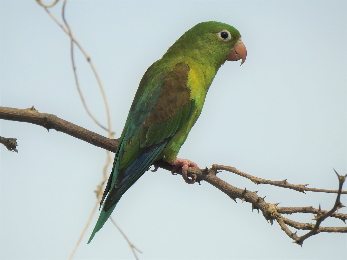 Orange-chinned Parakeet - ML202068211