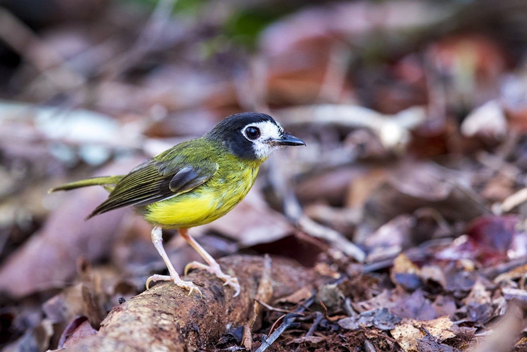 White-faced Robin - Laurie Ross | Tracks Birding & Photography Tours