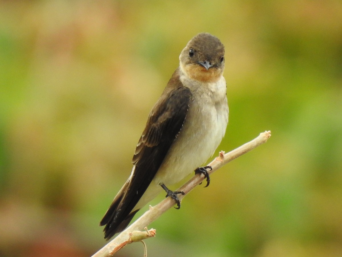 Southern Rough-winged Swallow - ML202069301