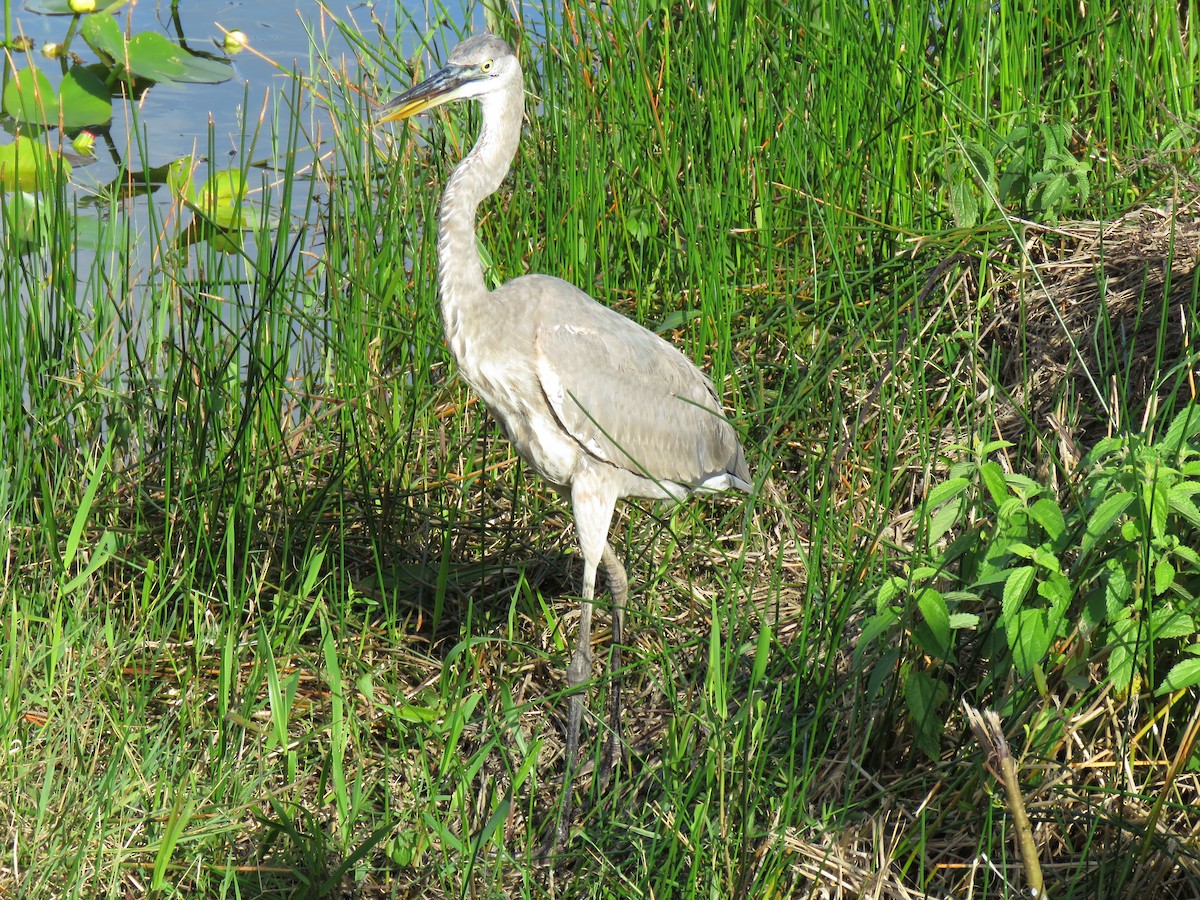 Great Blue Heron - Marc Ribaudo