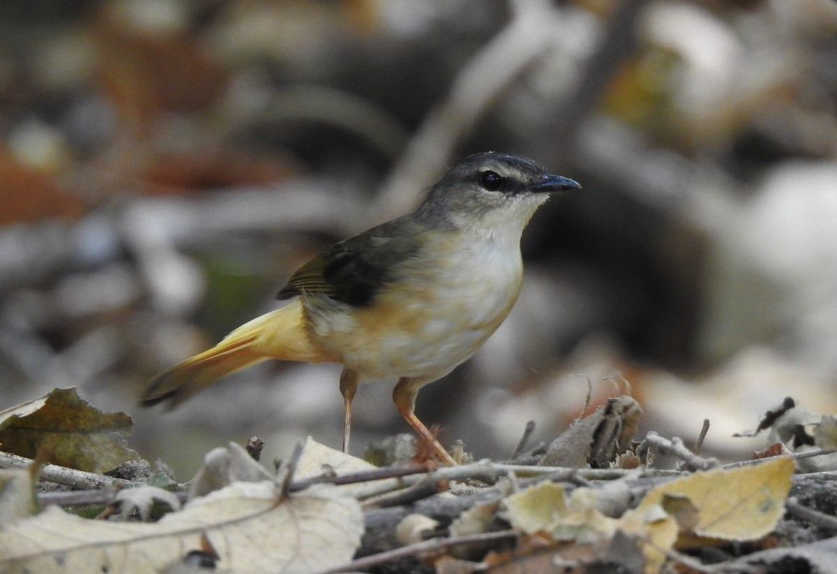 Buff-rumped Warbler - ML202070101