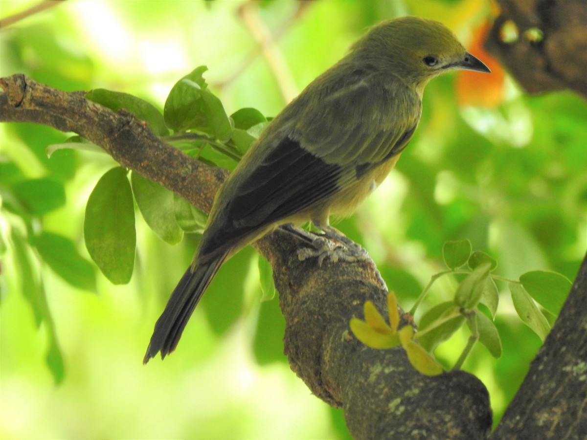 Palm Tanager - ML202070331