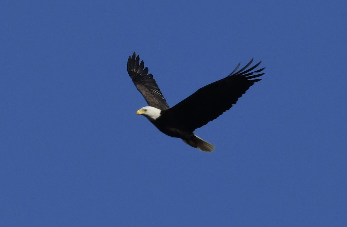 Bald Eagle - ML202070541