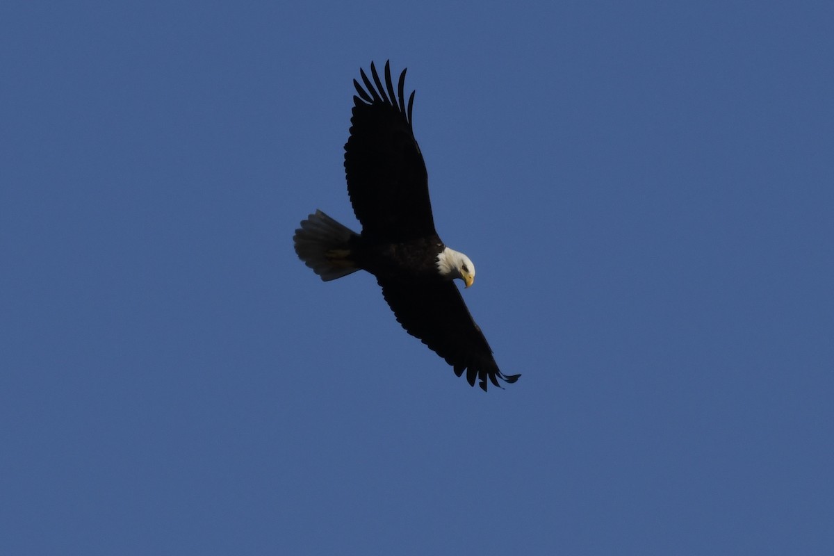 Bald Eagle - ML202070561