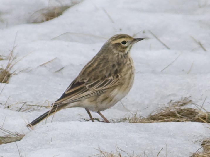 Australian Pipit - Roger Giller