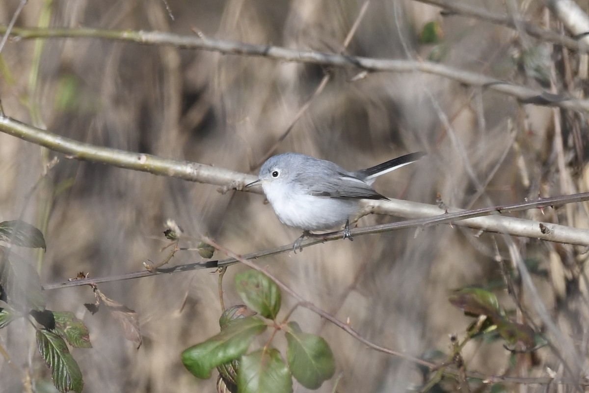 Blue-gray Gnatcatcher - ML202070681
