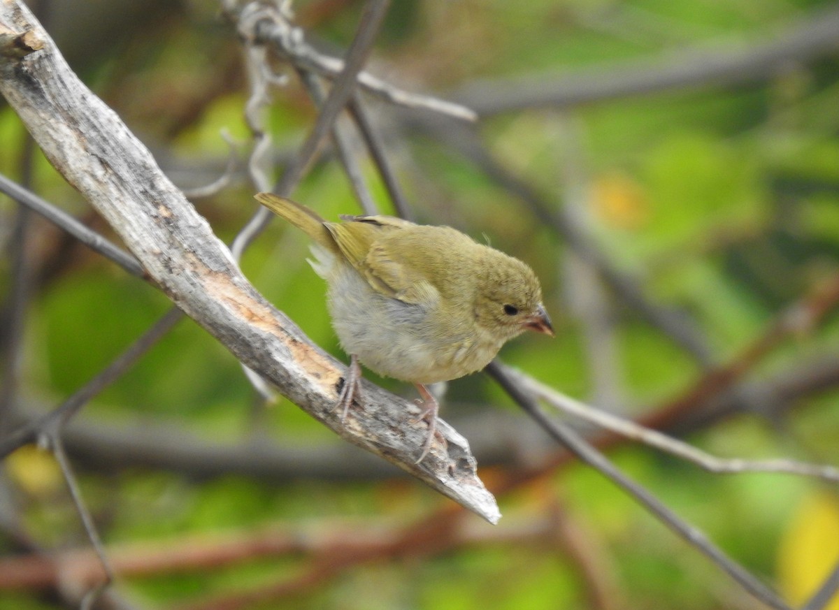 Black-faced Grassquit - ML202071061