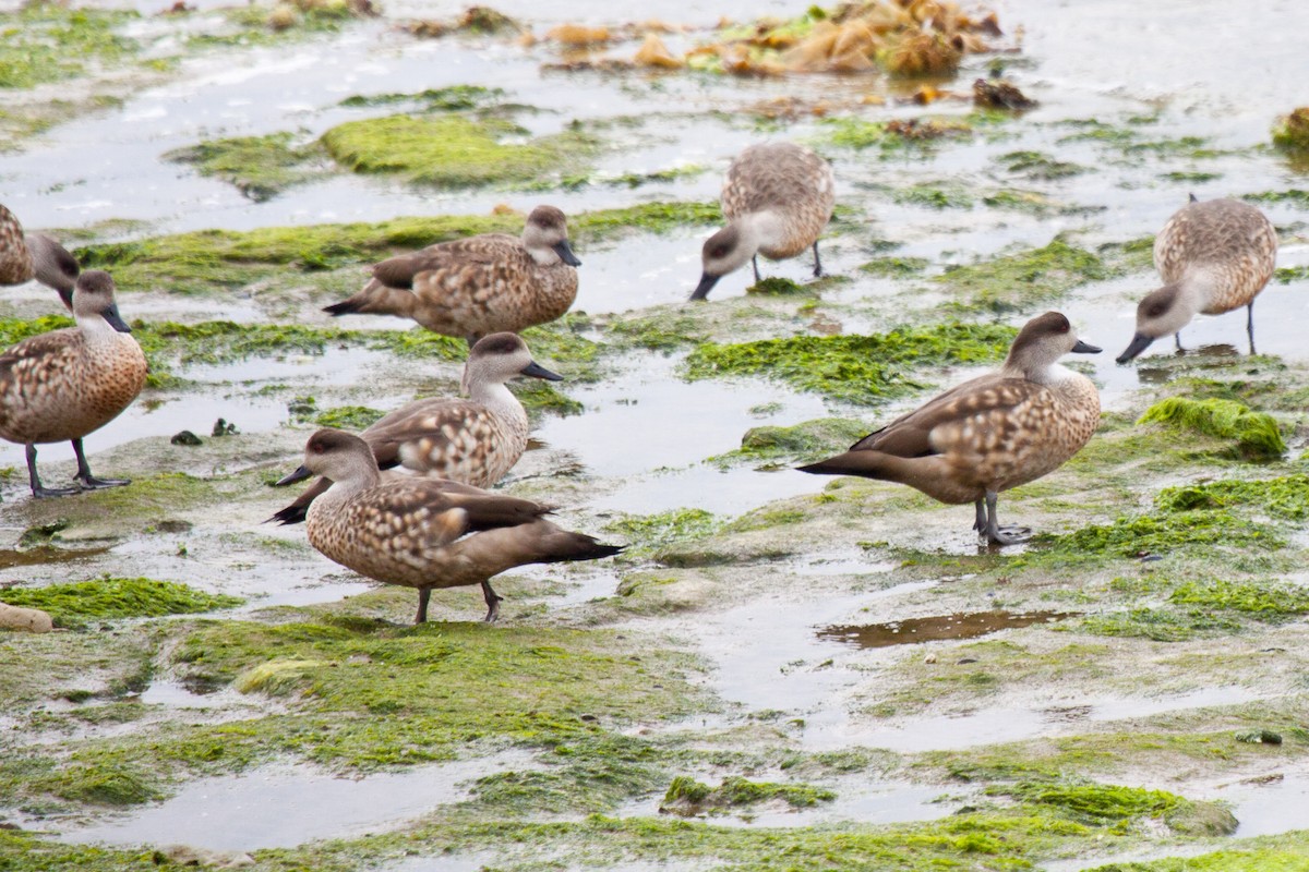 Crested Duck - Sue Wright