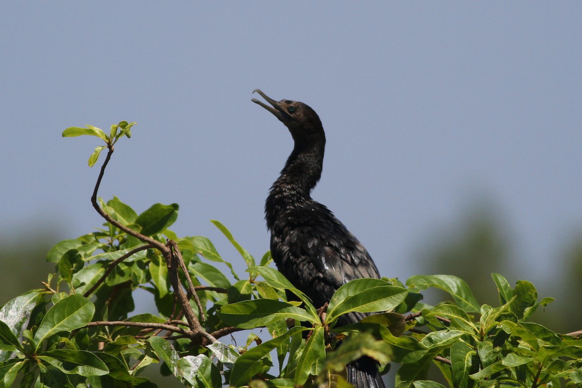 Little Black Cormorant - ML20207251