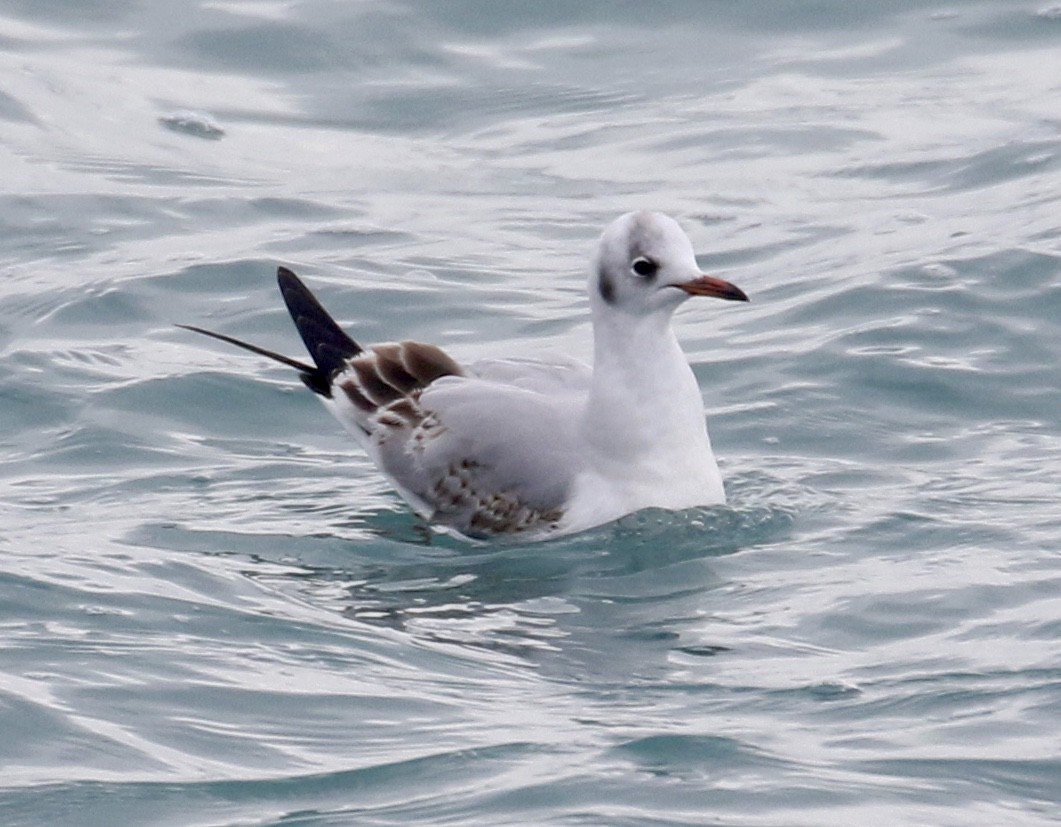 Black-headed Gull - ML202072971