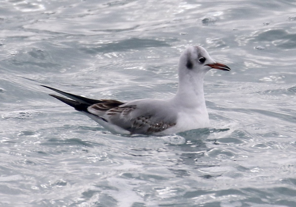 Black-headed Gull - Jeff Skevington