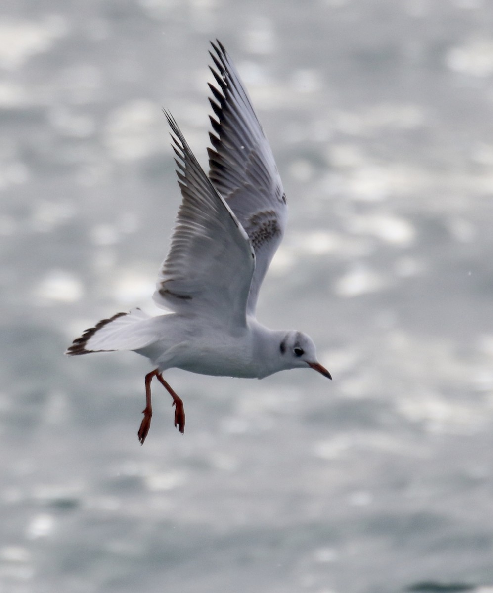 Black-headed Gull - ML202073001