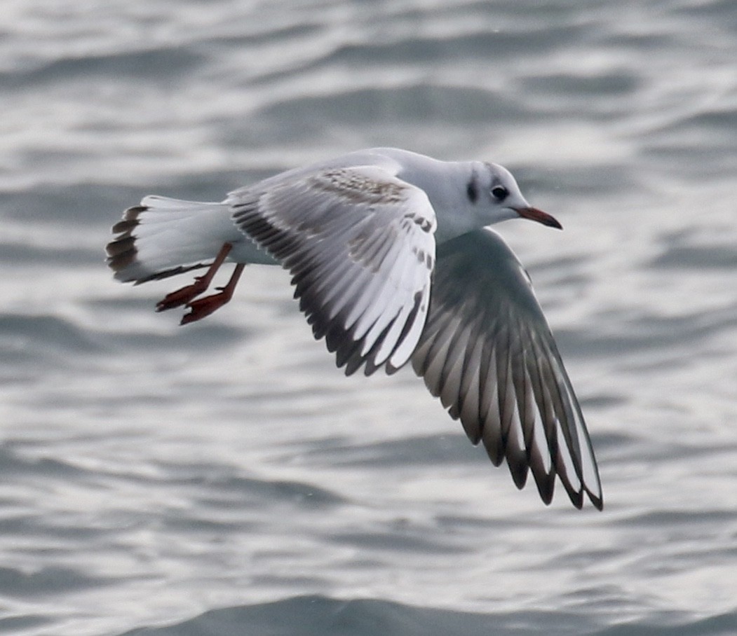 Black-headed Gull - ML202073011