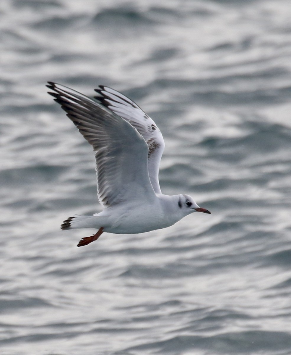 Black-headed Gull - Jeff Skevington