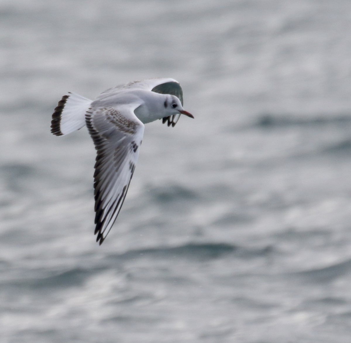 Black-headed Gull - ML202073041