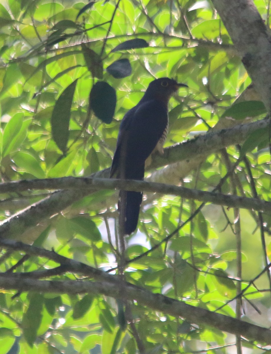 Red-chested Cuckoo - ML202076431